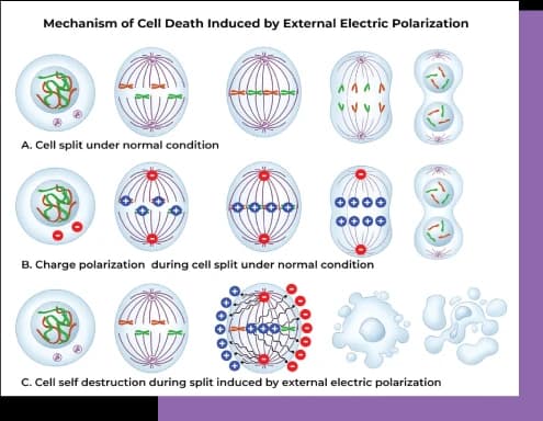 ECCT mechanism of action showing electric field disruption of cancer cell division